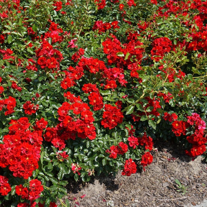 Red - ground cover rose